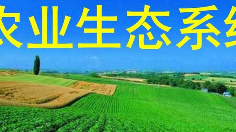 阳台水果盆栽，如何搭配出丰收美景？**