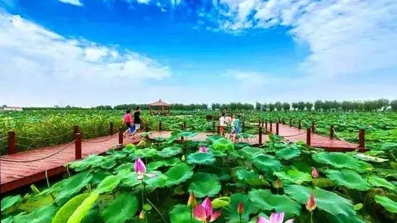 学校蔬菜配送方案：构建安全、高效的校园餐桌