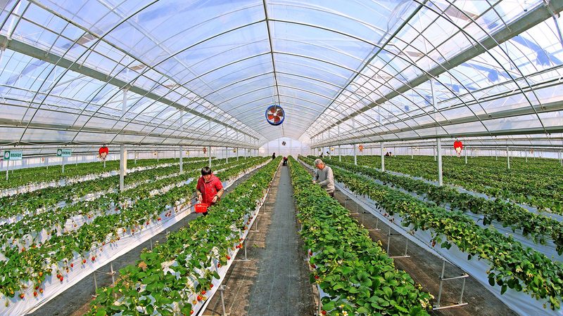 高原辣椒种植病虫害防治的关键点