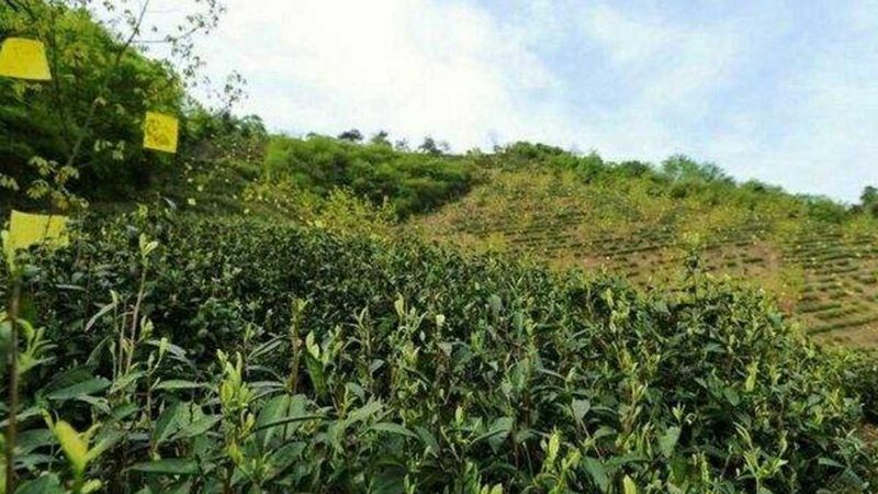 成都农产品配送服务标准：保障食品安全的关键一环