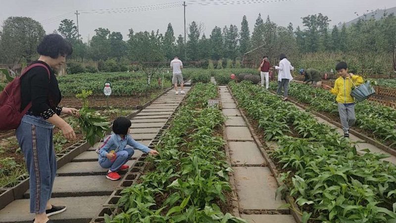 四川农业种植技术推广站代理政策解读：助力农业发展新篇章**