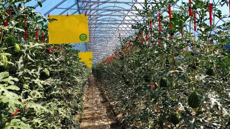 水果种植合作社年收入受天气影响大吗