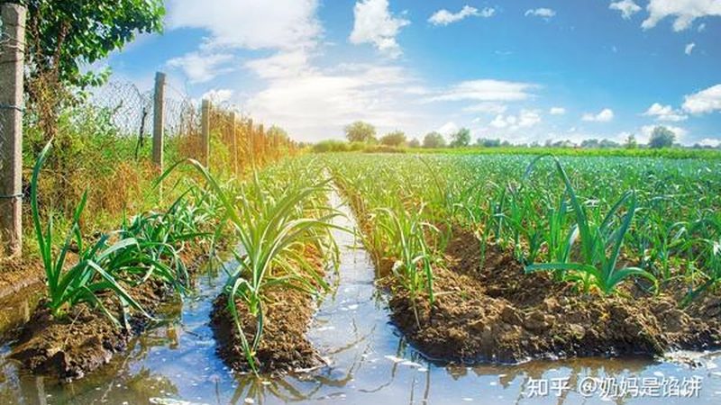 上海生态农业采摘园，如何打造绿色高标准？**