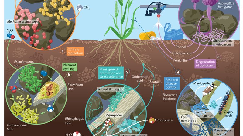 粮食种植区域划分：科学规划，提高产出**