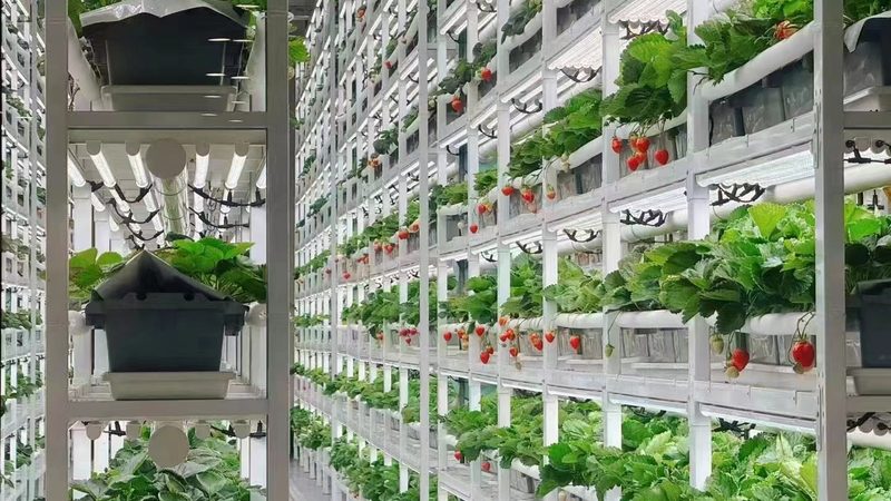种植技术书籍：批发渠道与选书指南